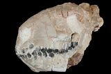 Fossil Oreodont (Merycoidodon) Skull - Wyoming #175650-3